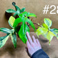 Philodendron Florida beauty