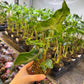 Alocasia teletubbies S NEW