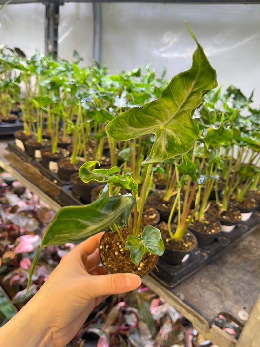 Alocasia teletubbies S NEW