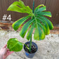 Monstera deliciosa yellow mint