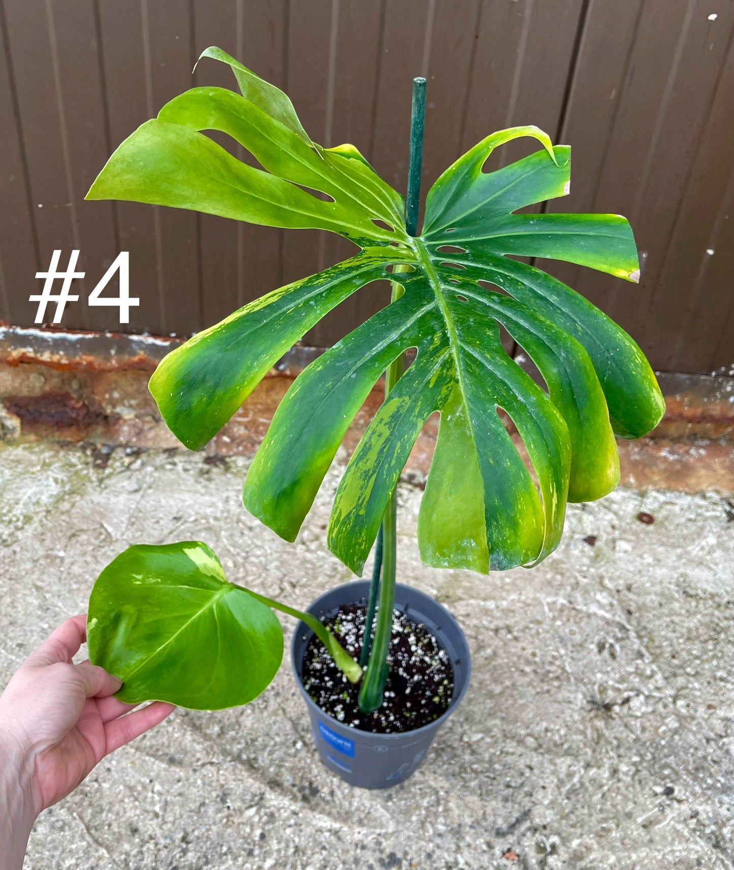 Monstera deliciosa yellow mint