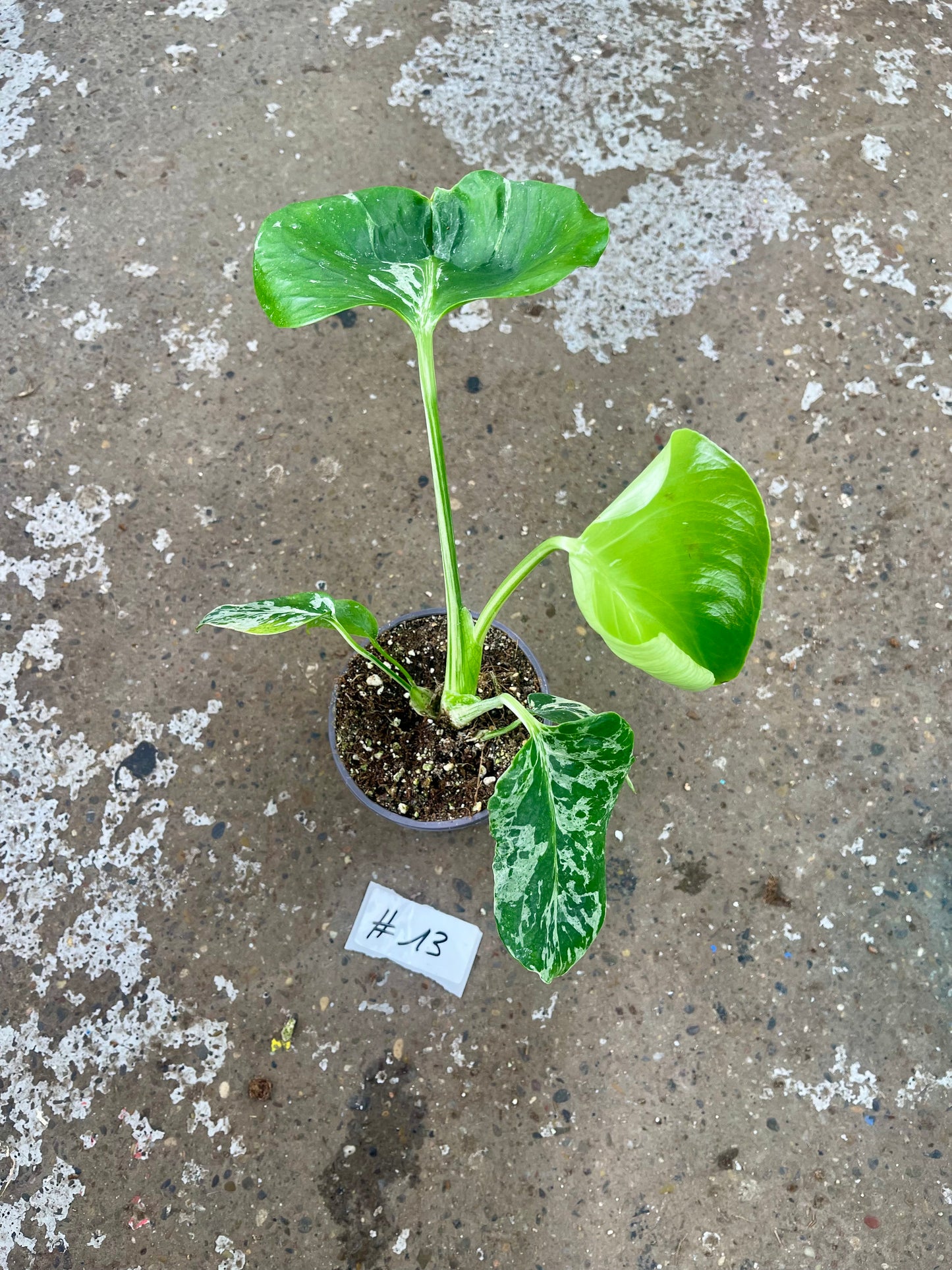 MONSTERA BULBASAUR M