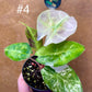 Alocasia nairobi nights variegata S NEW