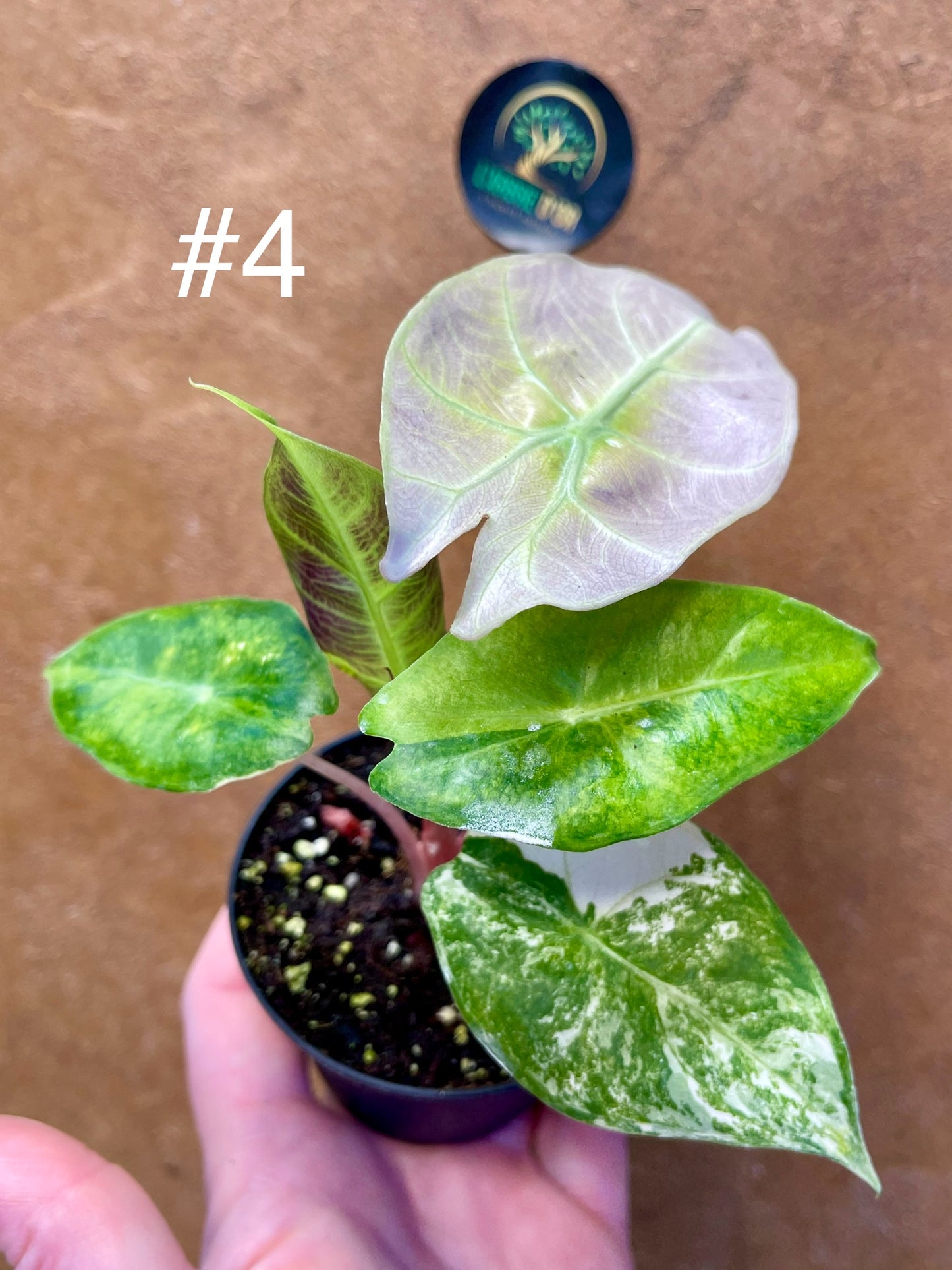 Alocasia nairobi nights variegata S NEW