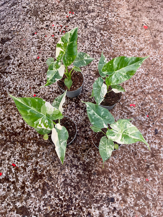Alocasia gageana albo variegata
