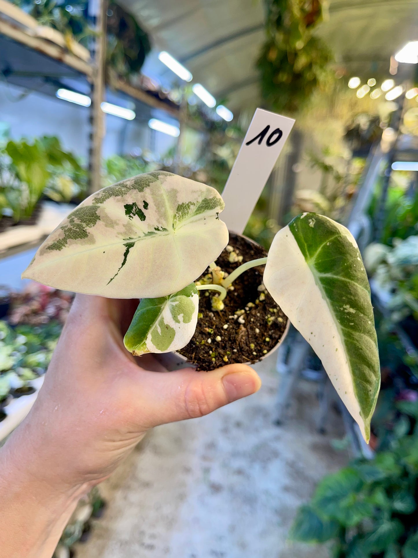 ALOCASIA BLACK VELVET VARIEGATA PINK S NEW
