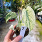 MONSTERA MINT WHITE MONSTER S NEW