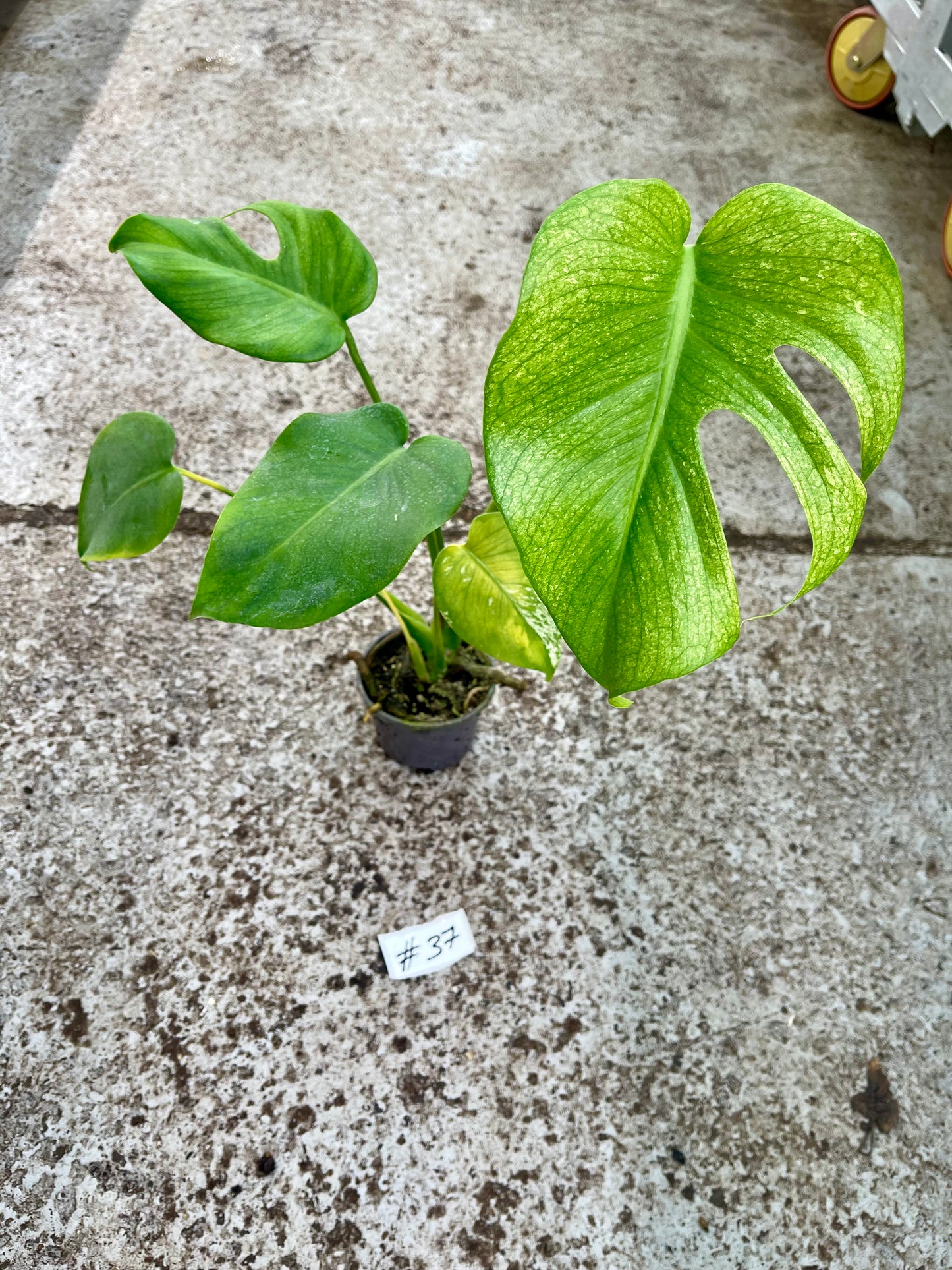 PLANTE A SAUVER