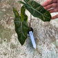 Alocasia pseudo sanderiana aurea variegata NEW