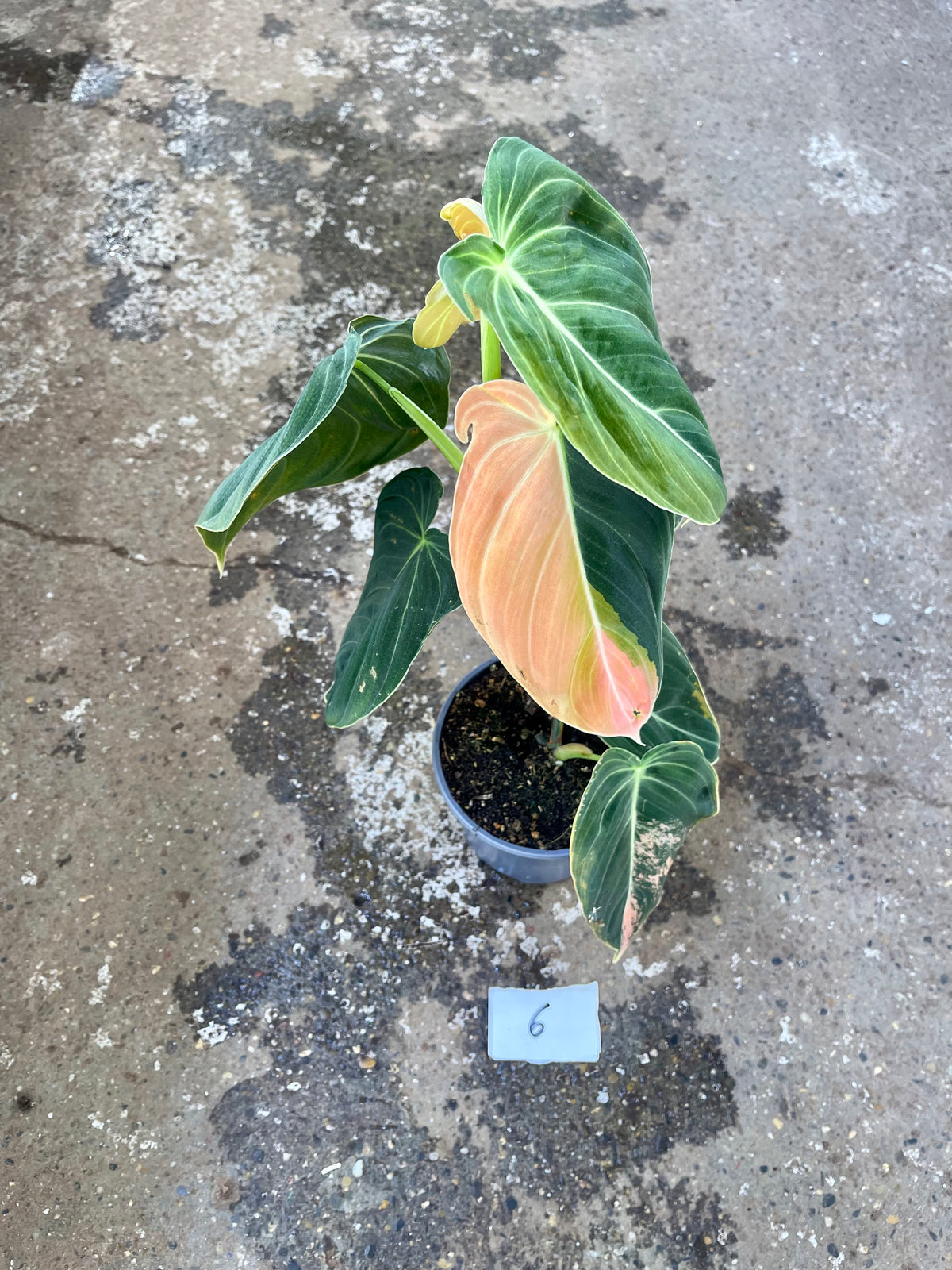 PHILODENDRON MELANOCHRYSUM VARIEGATA / ORANGE PINK