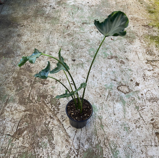 Alocasia teletubbies M NEW