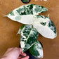 Alocasia frydek variegata haute variegation M