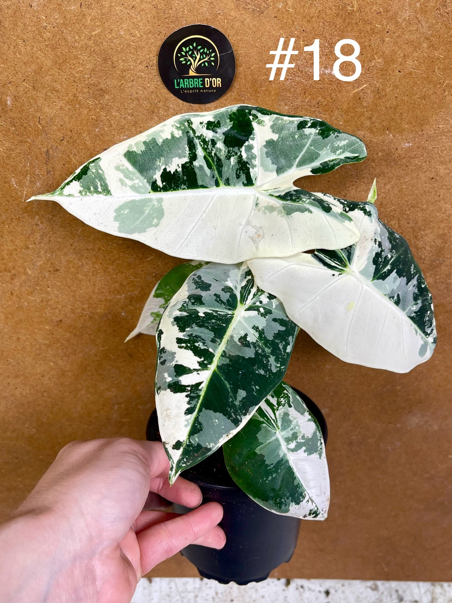 Alocasia frydek variegata haute variegation M