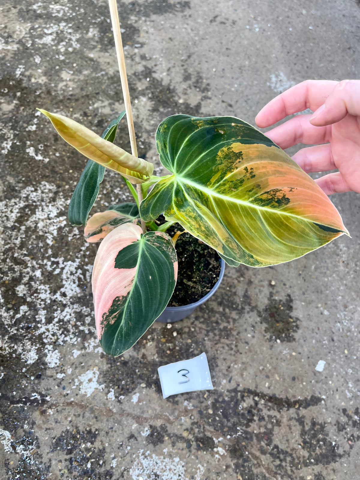 PHILODENDRON MELANOCHRYSUM VARIEGATA / ORANGE PINK
