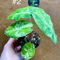 Alocasia nairobi nights variegata S NEW