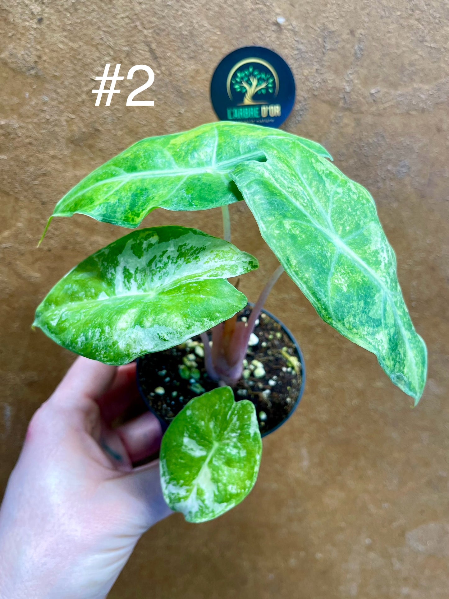 Alocasia nairobi nights variegata S NEW