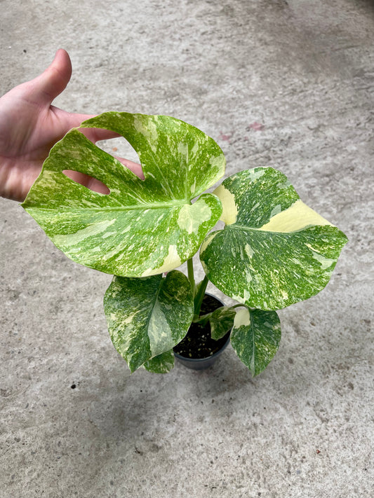 MONSTERA LEGACY M NEW