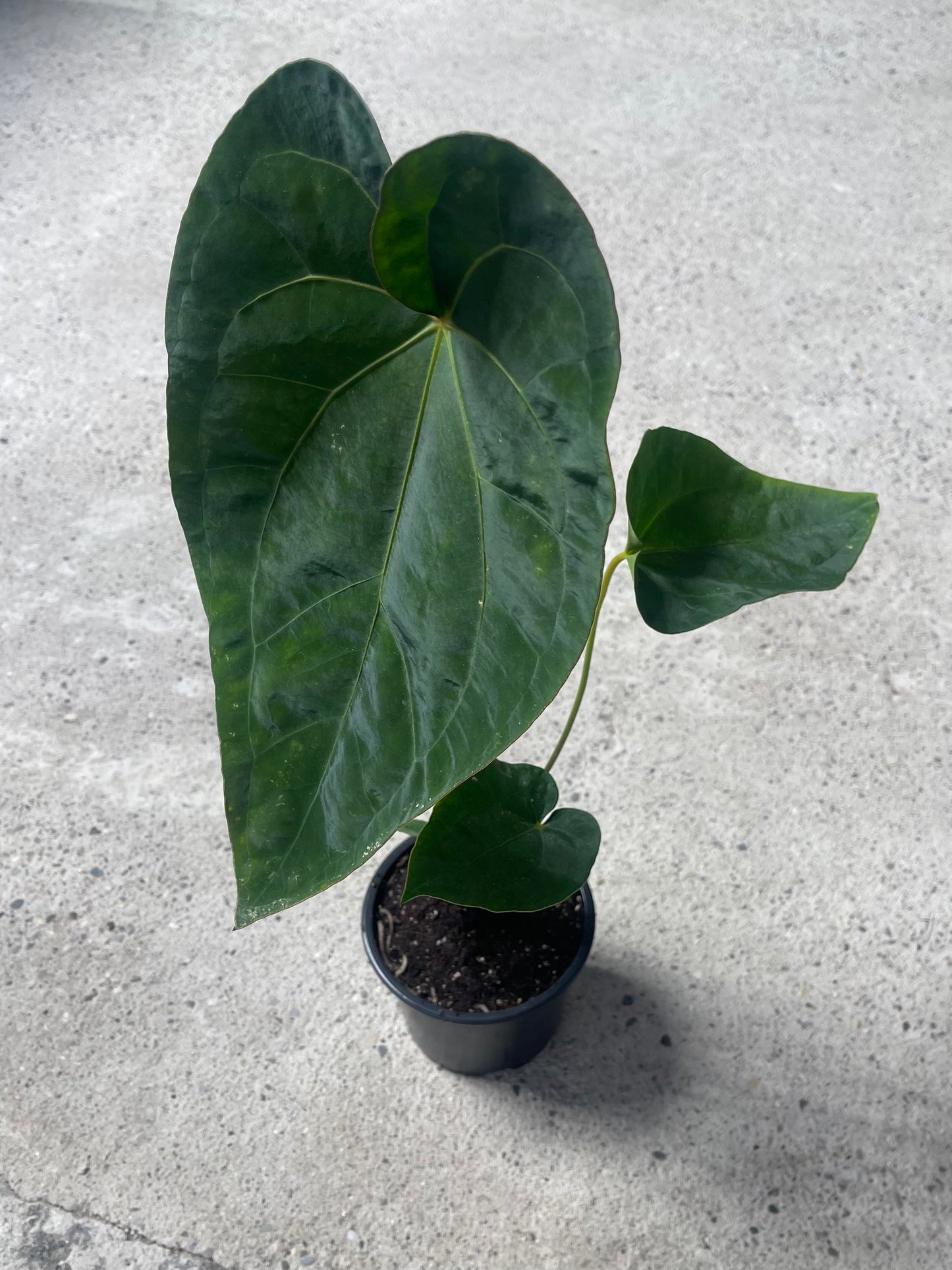 ANTHURIUM DARK PHOENIX