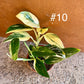 Monstera standleyana variegata