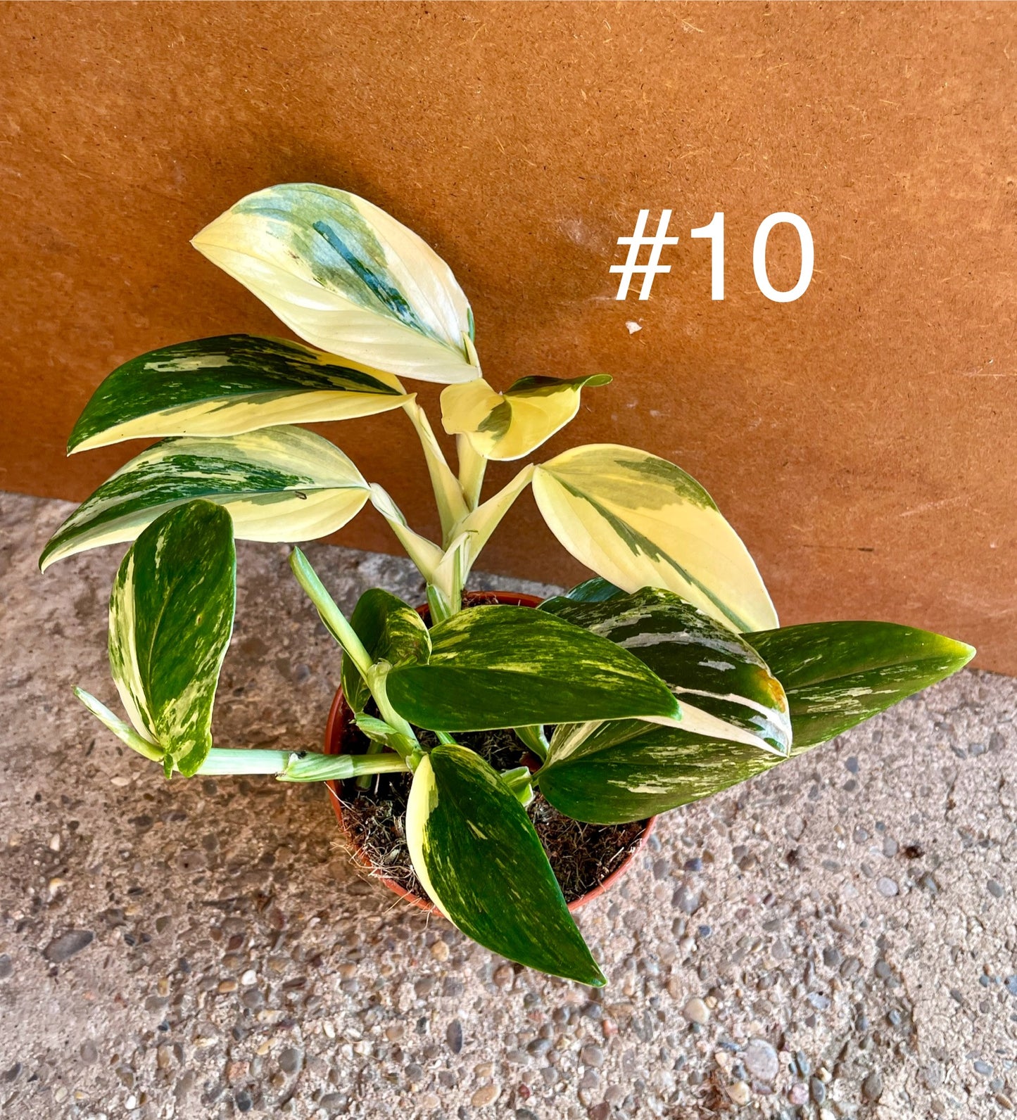 Monstera standleyana variegata