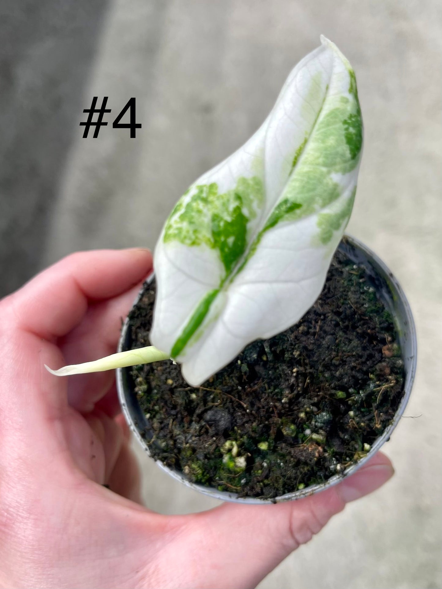 ALOCASIA SCALPRUM ALBO VARIEGATA