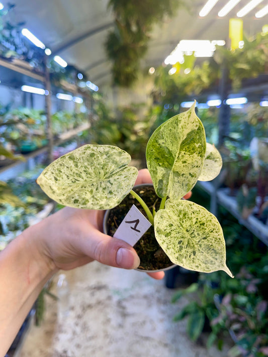 Alocasia dragon scale mint variegata NEW