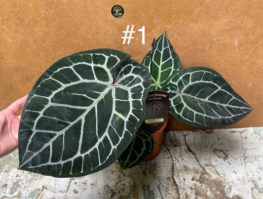 Anthurium Docblock Michelle