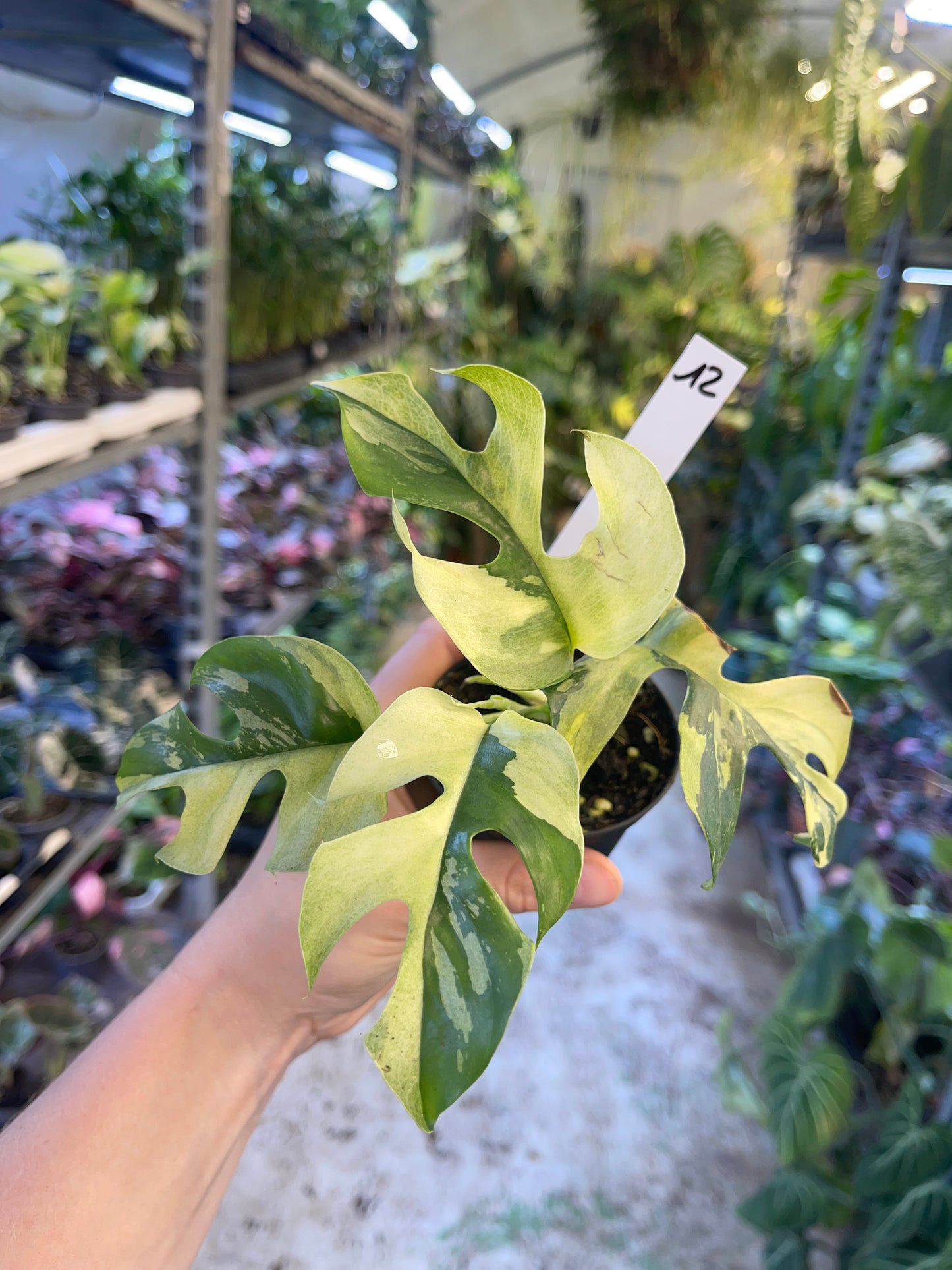 Monstera minima ALBO variegata / Rhaphidophora tetrasperma ALBO variegata