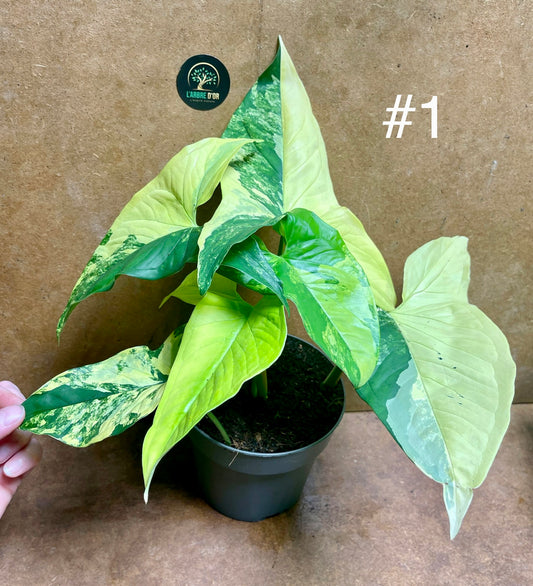 Syngonium aurea variegata