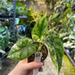 Alocasia dragon scale variegata