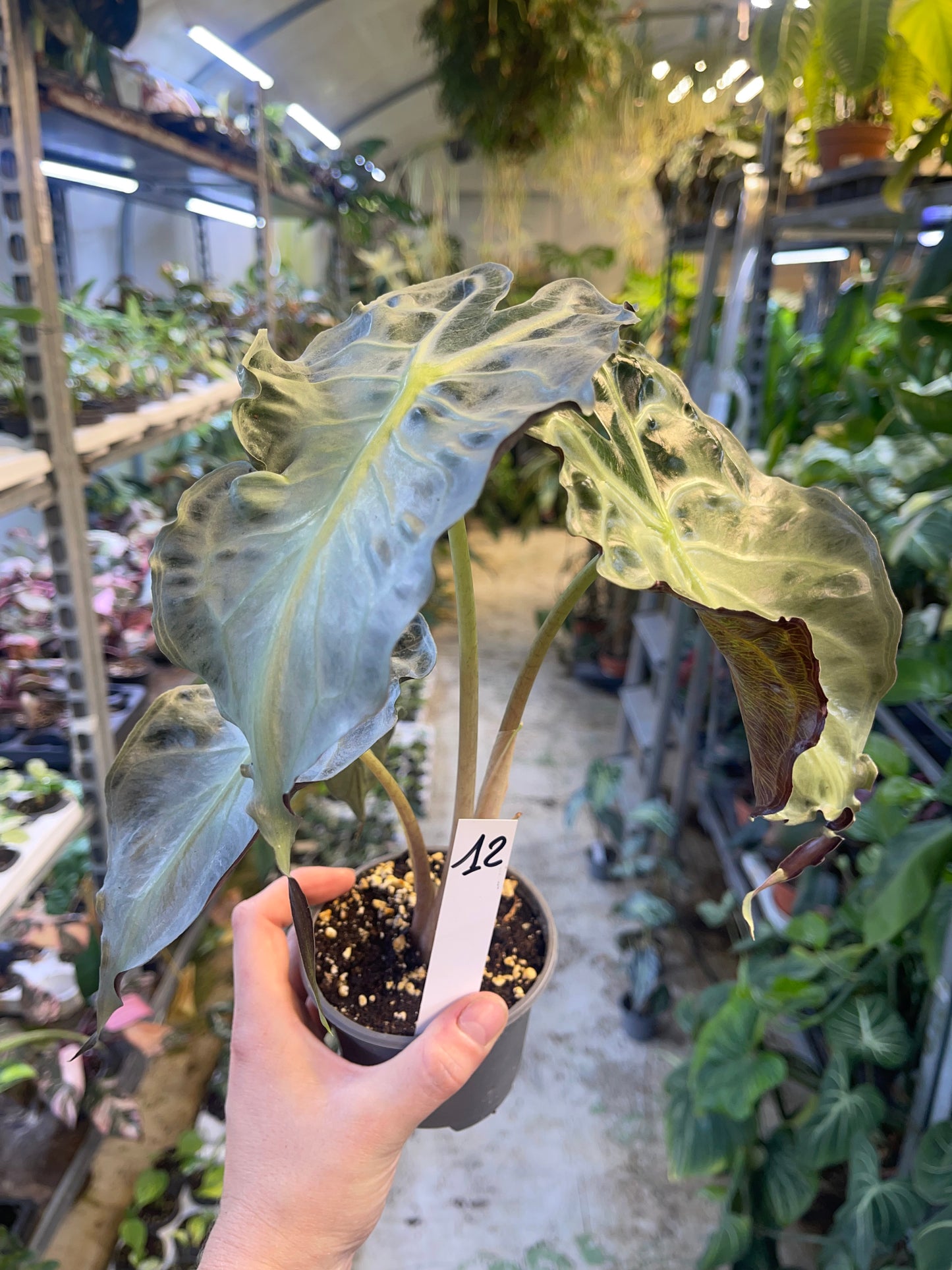 ALOCASIA VENOM L NEW