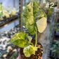 Alocasia dragon scale variegata S NEW