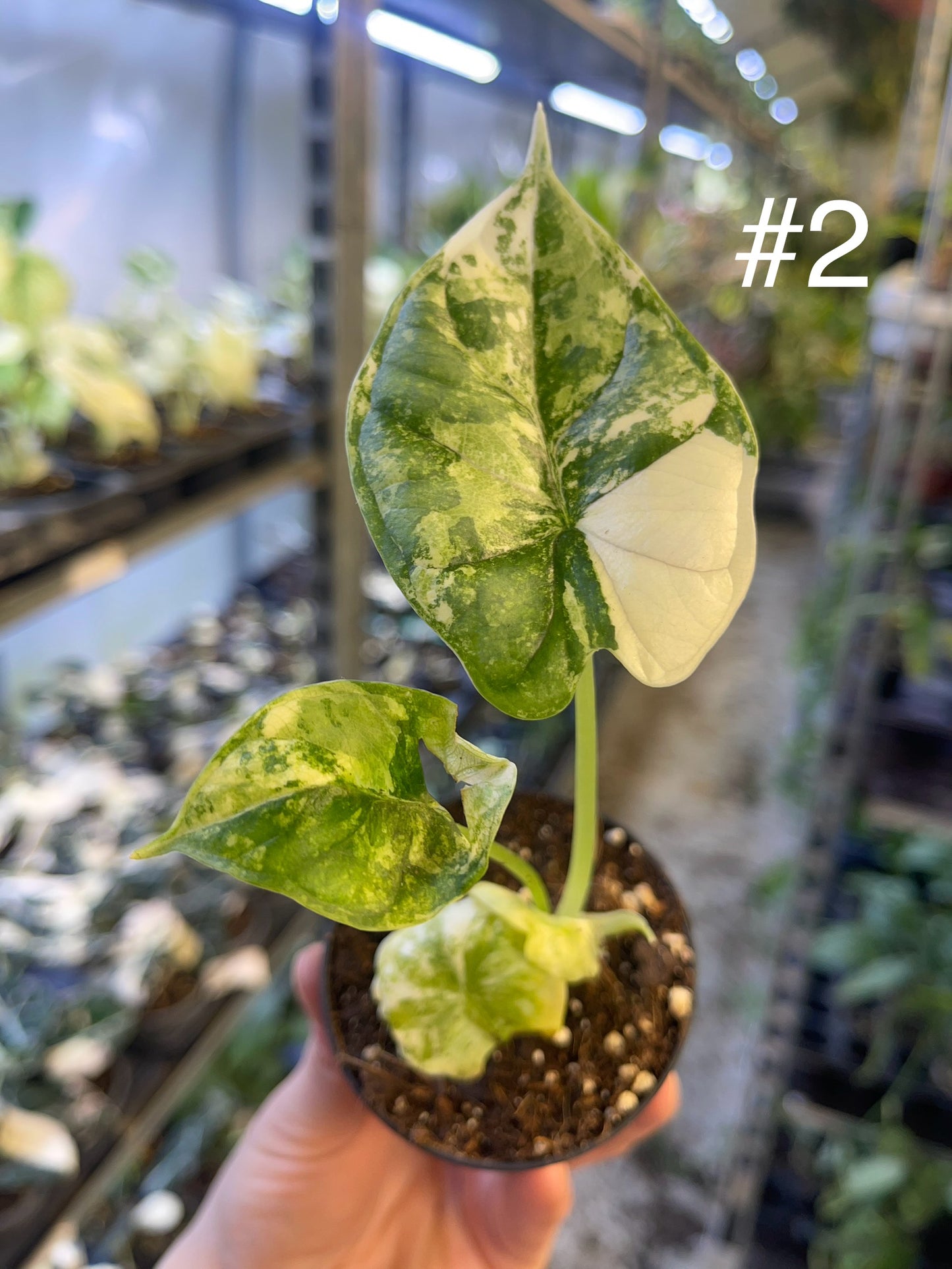 Alocasia dragon scale variegata S NEW