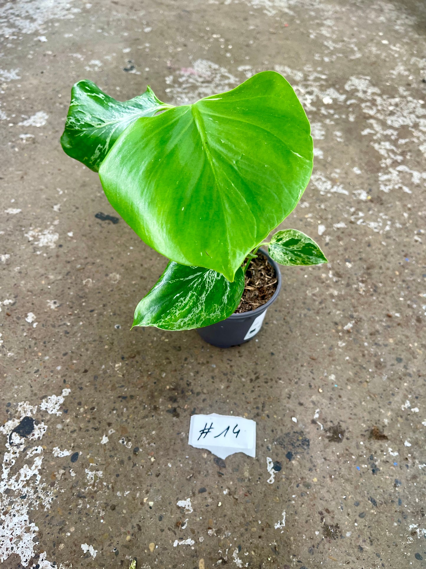MONSTERA BULBASAUR M