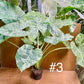 Alocasia macrorrhiza splash variegata taille XL