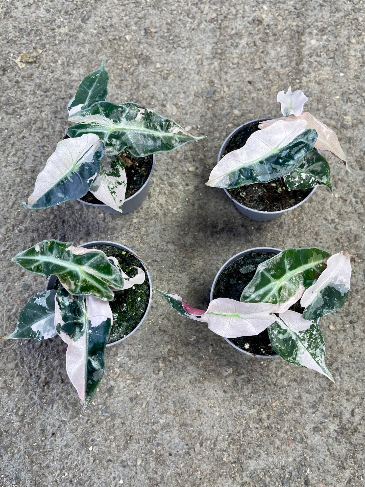 ALOCASIA AMAZONICA POLLY PINK S NEW