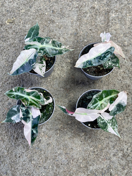 ALOCASIA AMAZONICA POLLY PINK S NEW