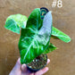 Alocasia nairobi nights variegata S NEW