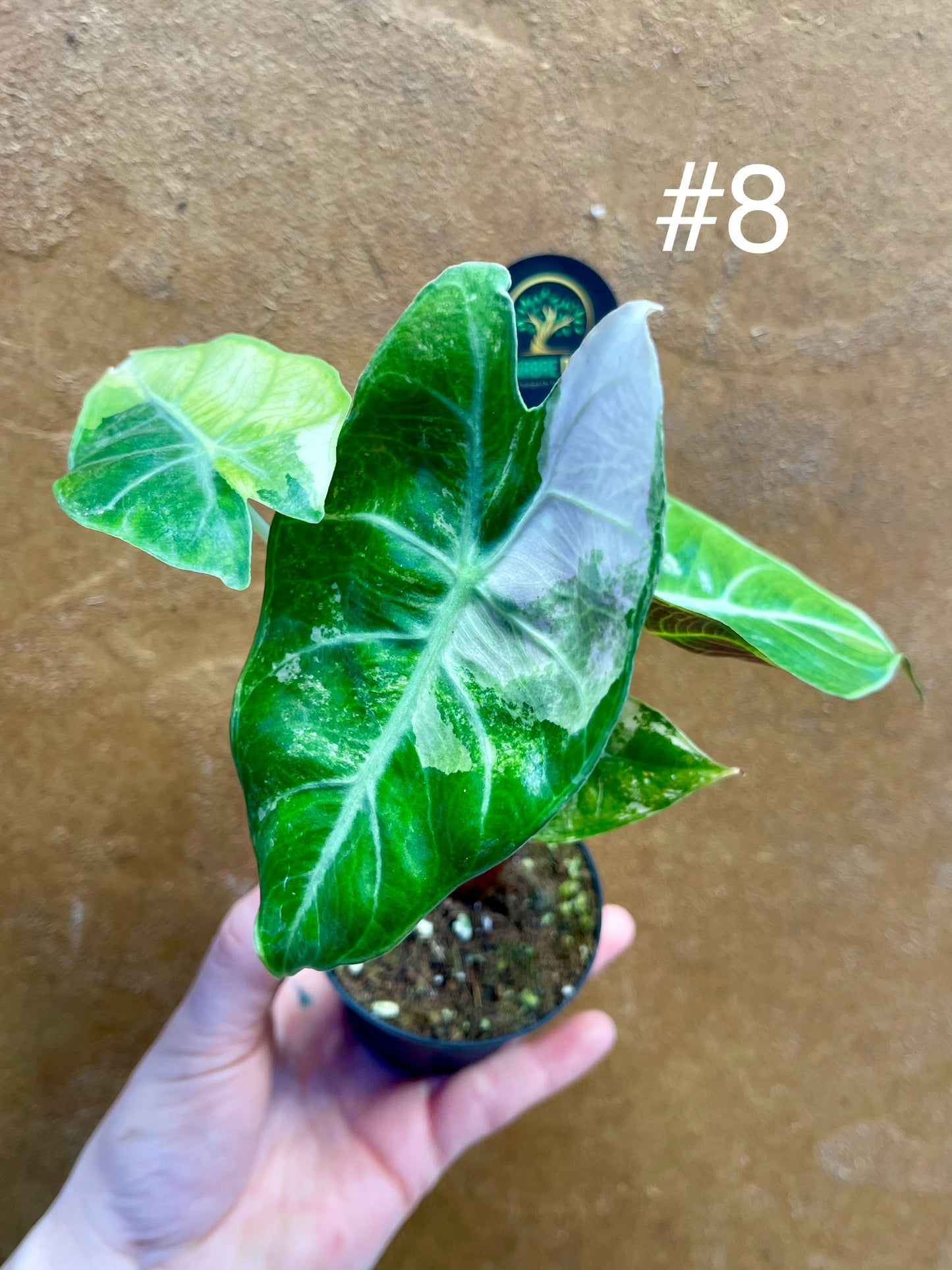 Alocasia nairobi nights variegata S NEW