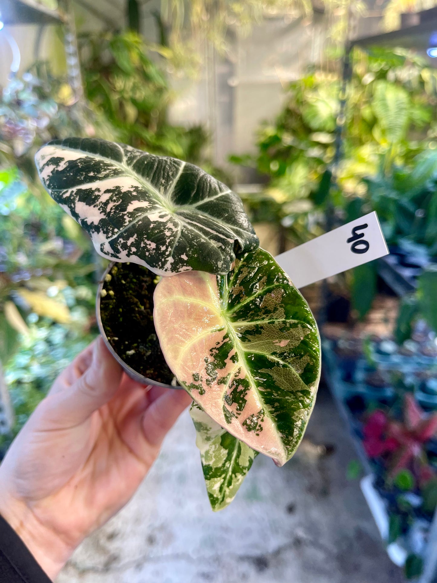 ALOCASIA BLACK VELVET VARIEGATA PINK S NEW