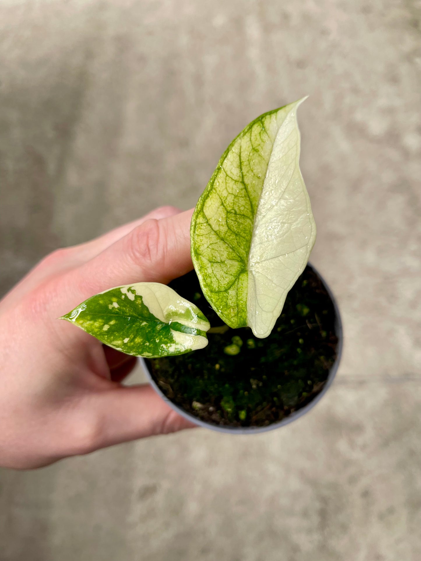 ALO.CASIA SCALPRUM ALBO MINT VARIEGATA