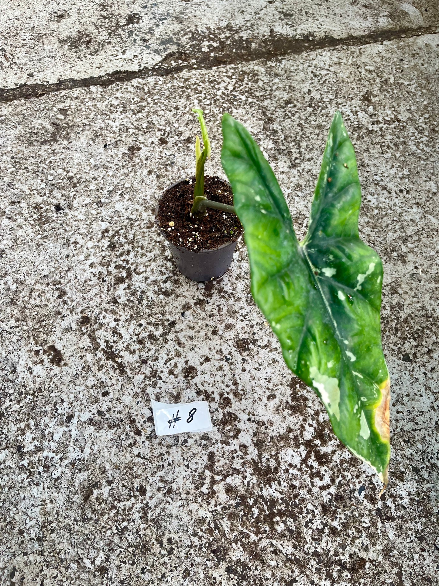 PLANTE A SAUVER