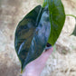 Alocasia green unicorn NEW