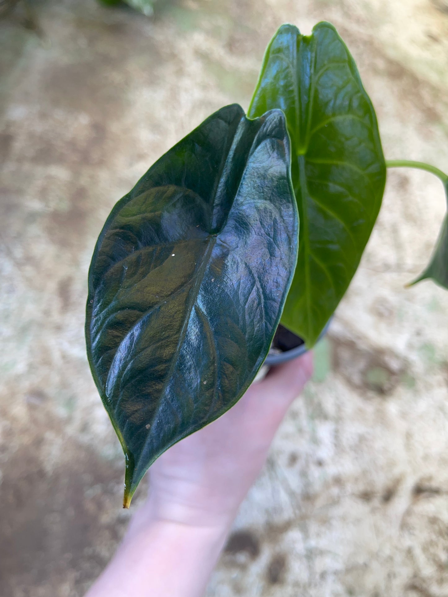 Alocasia green unicorn NEW