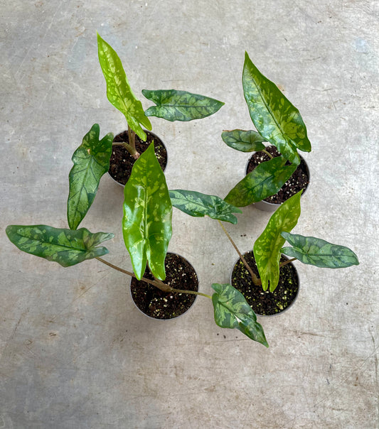 ALOCASIA SHATTERED GLASS NEW