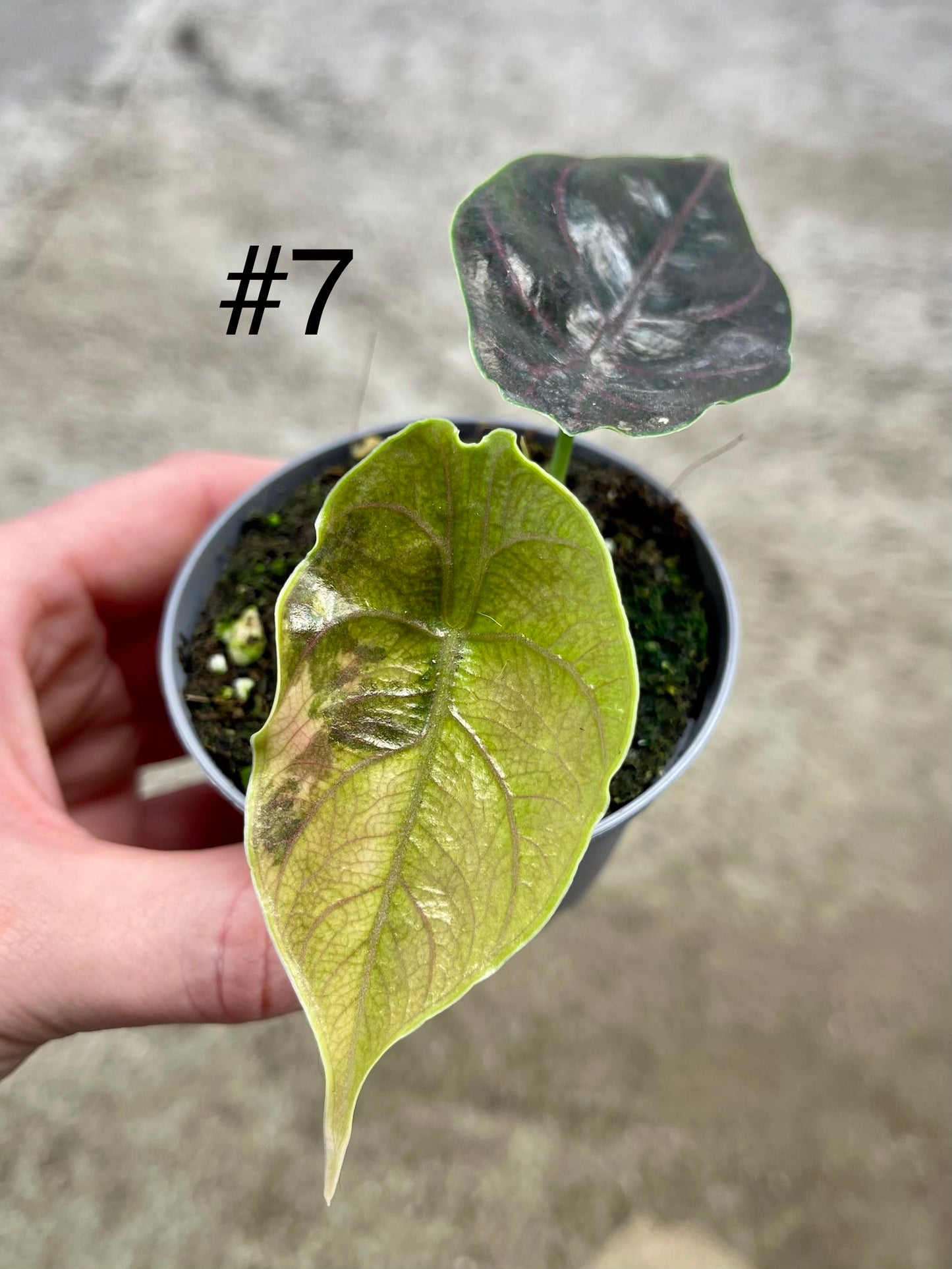 Alocasia Azlanii variegata