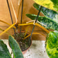 PHILODENDRON BILLIETIAE VARIEGATA