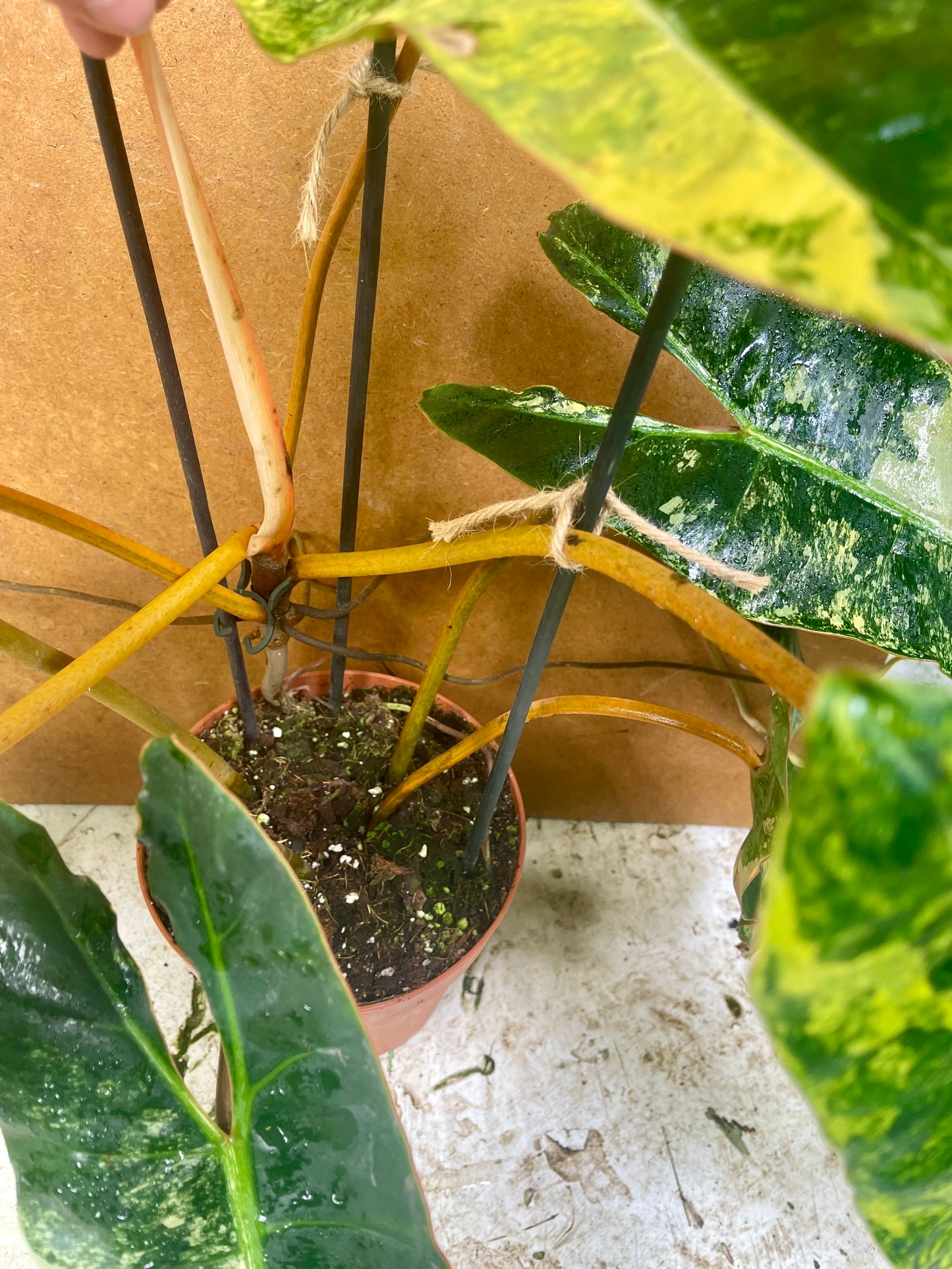 PHILODENDRON BILLIETIAE VARIEGATA
