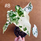 Alocasia frydek variegata haute variegation M