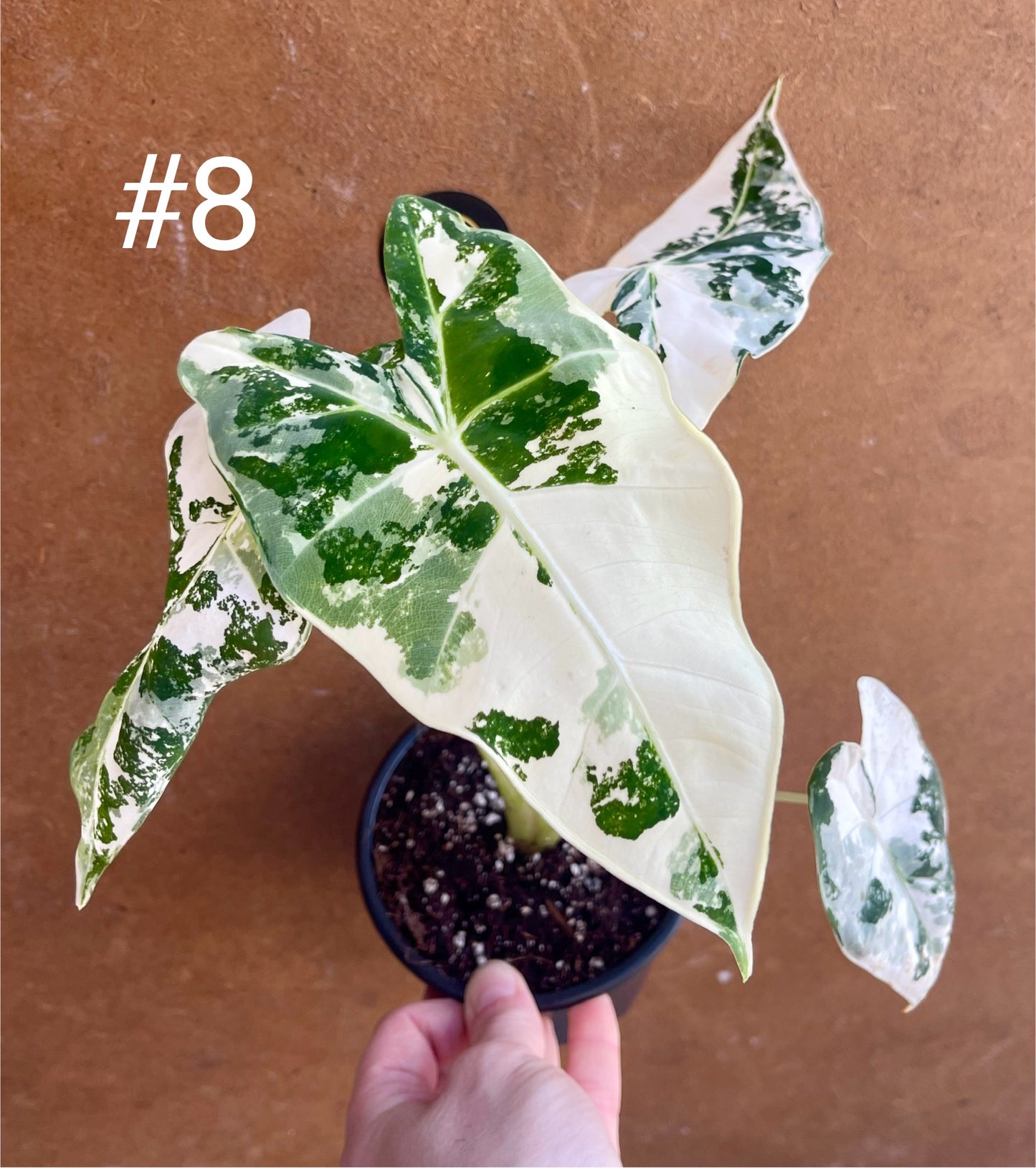 Alocasia frydek variegata haute variegation M